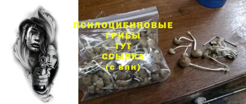 Псилоцибиновые грибы Psilocybe  Грозный 